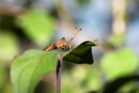 47 - LE TRIBUN - HAVAUX XAVIER - belgium <div : 2017, Animaux, insecte, macro